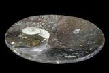 Round Fossil Goniatite Dish #73722-2